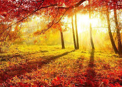Wald Herbst